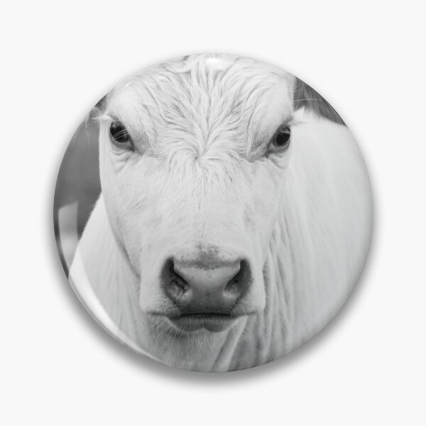 Item preview, Black and White Charolais Cow designed and sold by MeganLaurel.
