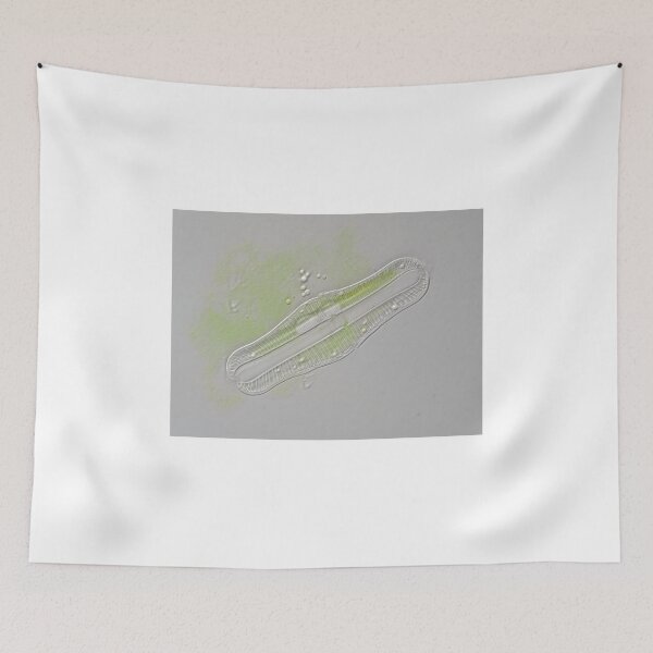 Item preview, Freshwater diatom, Rhopalodia sp. designed and sold by SDym Photography.