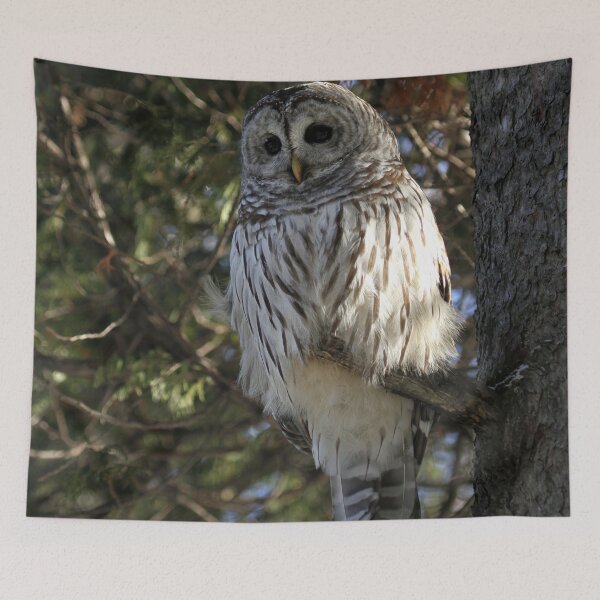 Item preview, Big Beautiful Barred Owl designed and sold by locustgirl.
