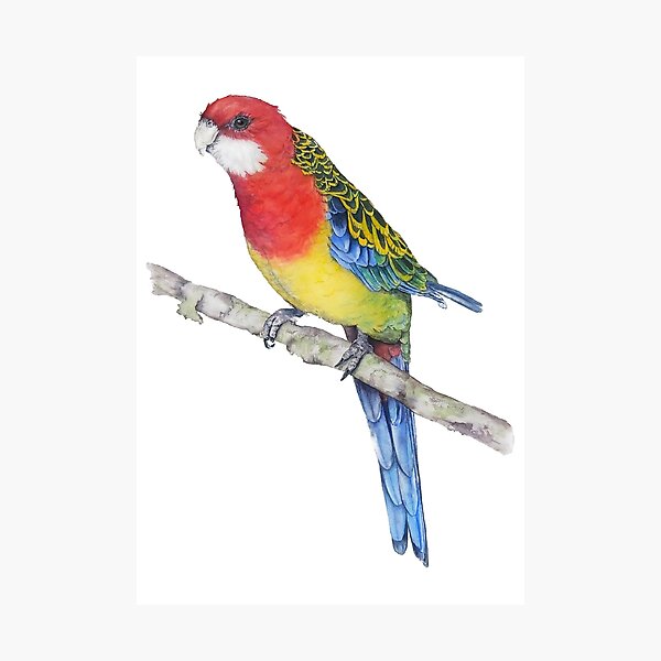 Rosella parakeet best sale for sale