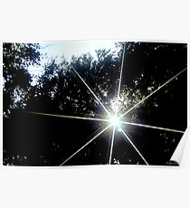Sonnenuntergang durch die Bäume Poster