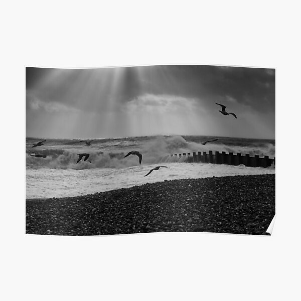 Seagulls Poster
