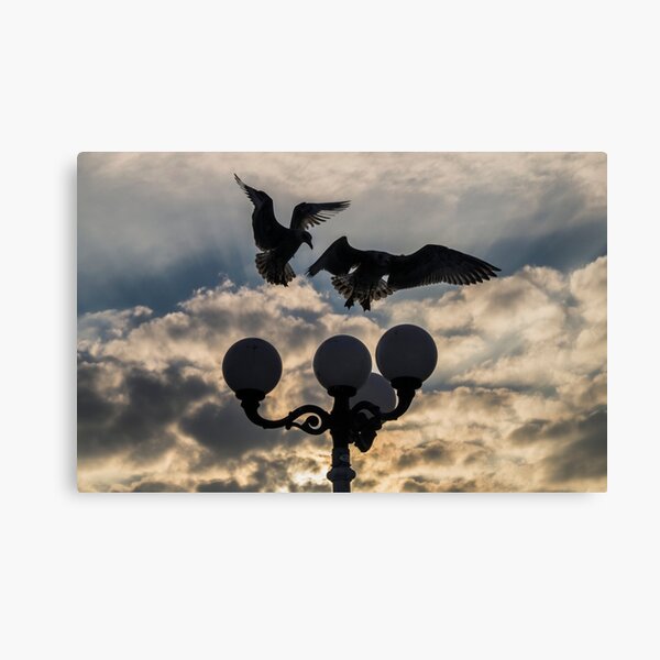 Landing Canvas Print