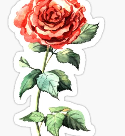  Rose  Stickers  Redbubble