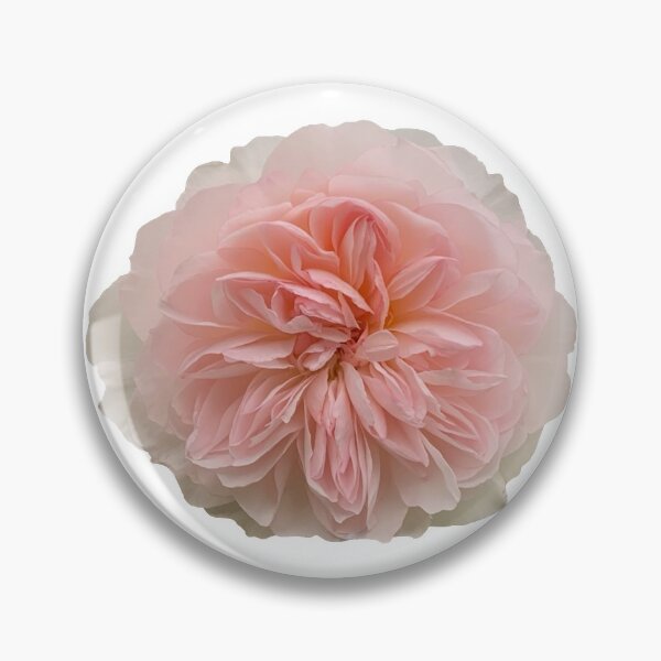 Item preview, Blush Peach Rose Flower Still Life Floral Photography designed and sold by CottoVerdi.