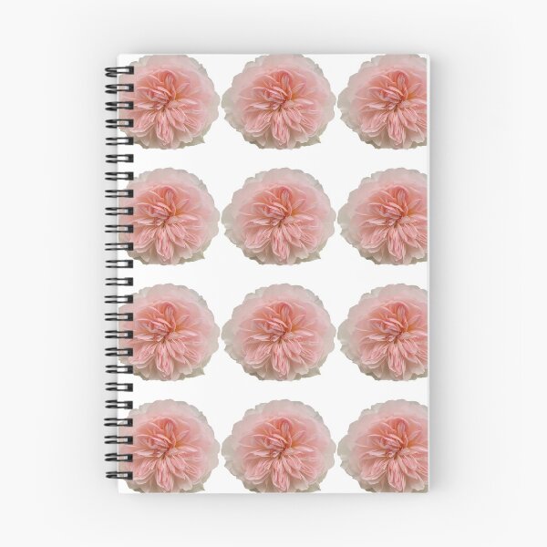 Item preview, Blush Peach Rose Flower Still Life Floral Photography designed and sold by CottoVerdi.