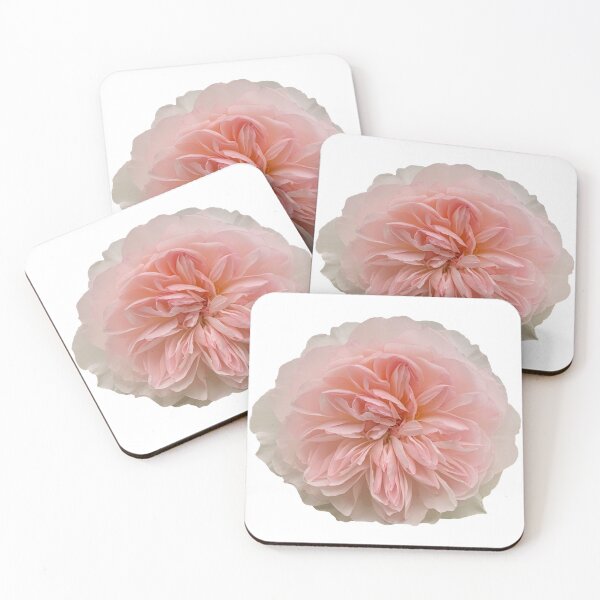 Item preview, Blush Peach Rose Flower Still Life Floral Photography designed and sold by CottoVerdi.