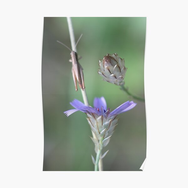 Provence trio Poster
