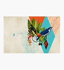 Birds Photographic Print