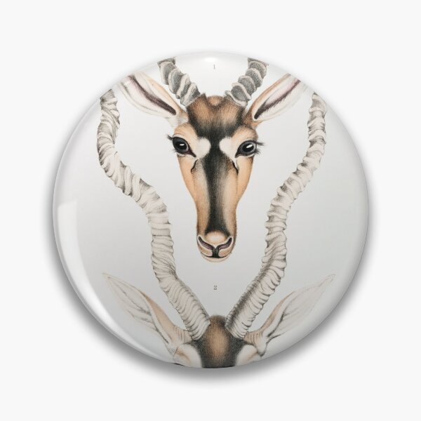 Item preview, Indian Antelope (Antilope cervicapra) Head and horn  designed and sold by Rozgani.