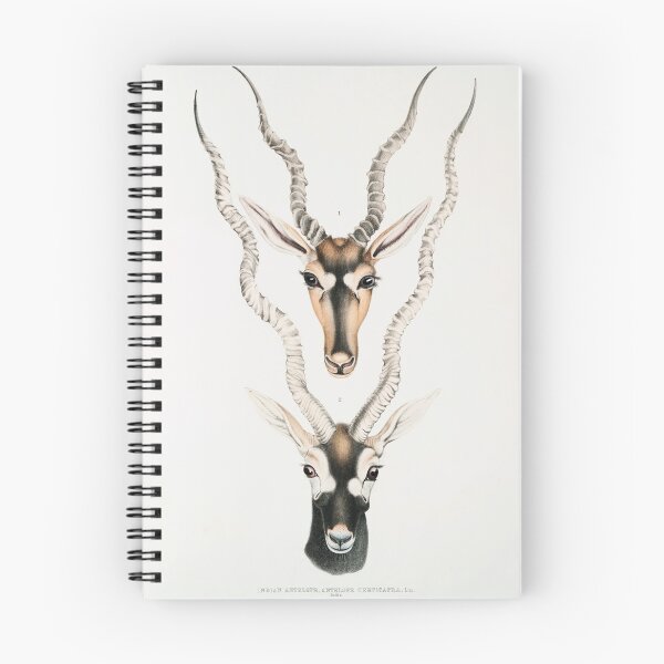 Item preview, Indian Antelope (Antilope cervicapra) Head and horn  designed and sold by Rozgani.