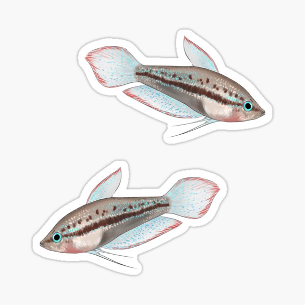Item preview, Thorin the sparkling Gourami designed and sold by dickesSchaf.