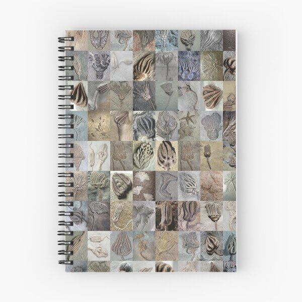 Item preview, Crinoids designed and sold by Montage-Madness.