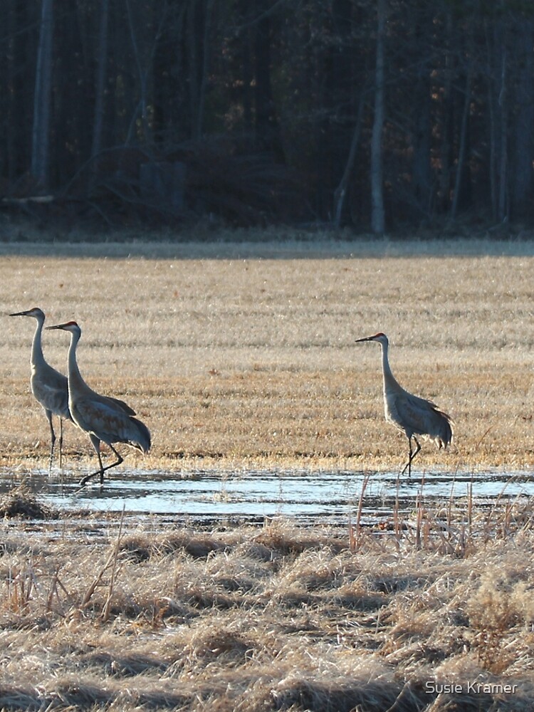 Sandhill Crane All-Over Print XS-XL Leggings