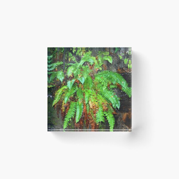 Item preview, Rainforest Fern designed and sold by BlueFeather Images.