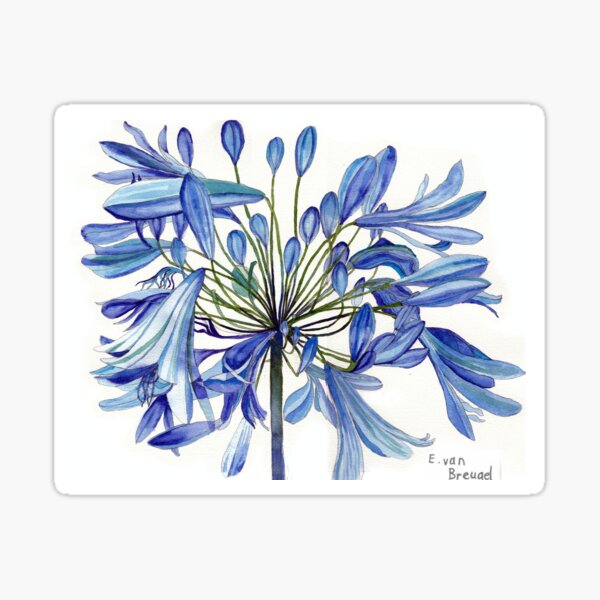 Blue Agapanthus Patterns Gifts & Merchandise for Sale | Redbubble