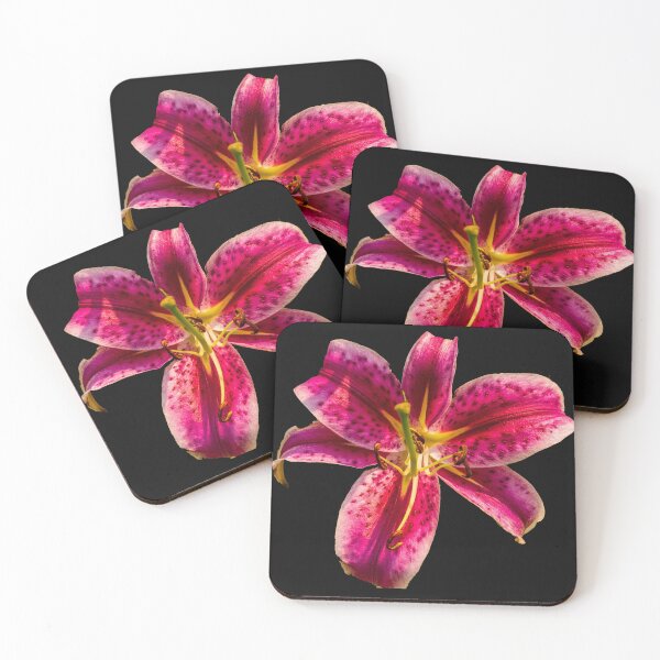 Item preview, Stargazer Lily  Lilium orientalis 'Stargazer' designed and sold by Bryan Spellman.