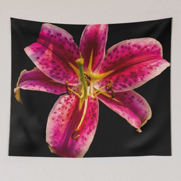 Item preview, Stargazer Lily  Lilium orientalis 'Stargazer' designed and sold by Bryan Spellman.