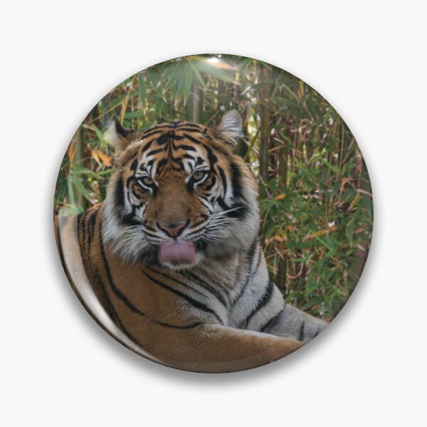 Item preview, Tiger Laps Tongue Lying Among Bamboo designed and sold by KbytesOfJax Outdoor and Nature.