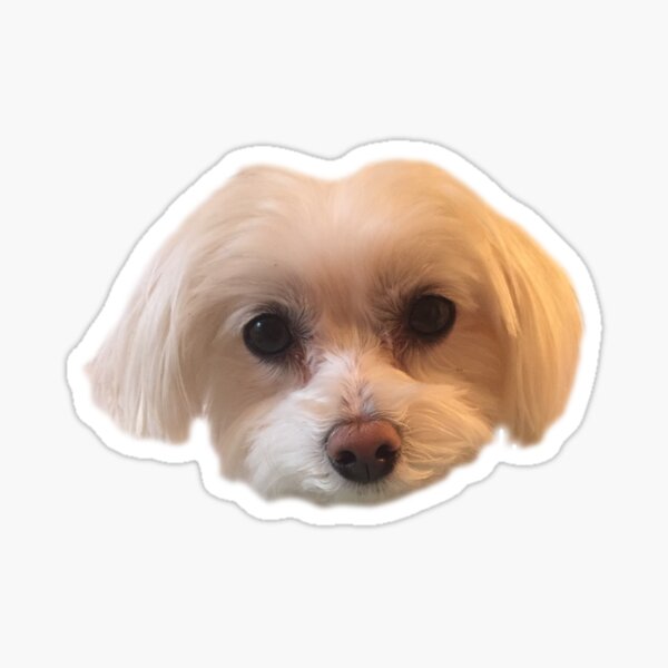 Maltese Face Sticker