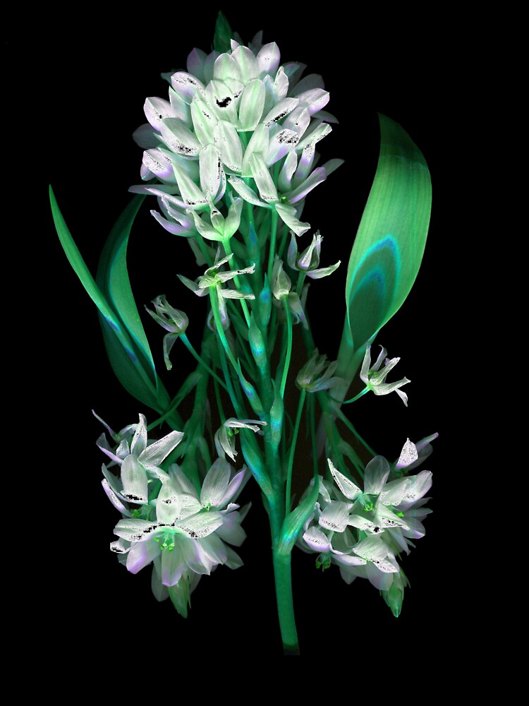 Thumbnail 7 of 7, Oversized T-Shirt, Star of Bethlehem 2 Dark Floral designed and sold by LindasPhotoArt.