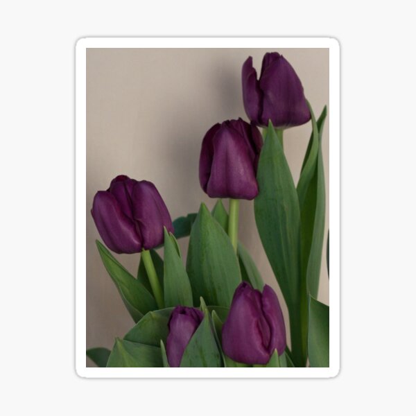 Regalos y productos: Flores En Macetas Tulipanes Morados | Redbubble