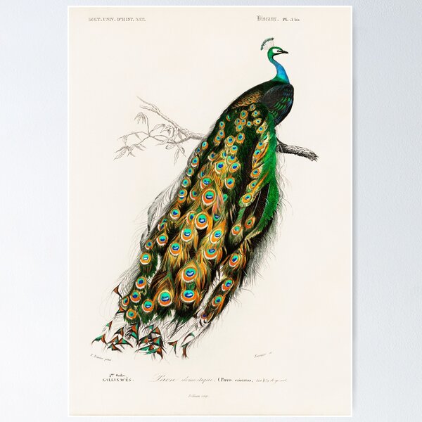 Item preview, Beautiful and colorful Peacock. Indian peafowl illustrated by Charles Dessalines D' Orbigny  designed and sold by janicerafael.