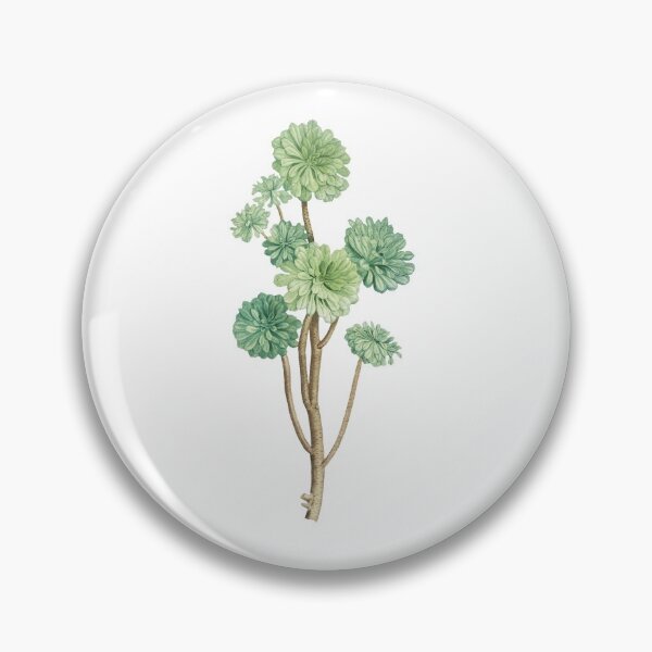 Item preview, Sempervivum Arboreum (Tree Houseleek) designed and sold by oniscidea.