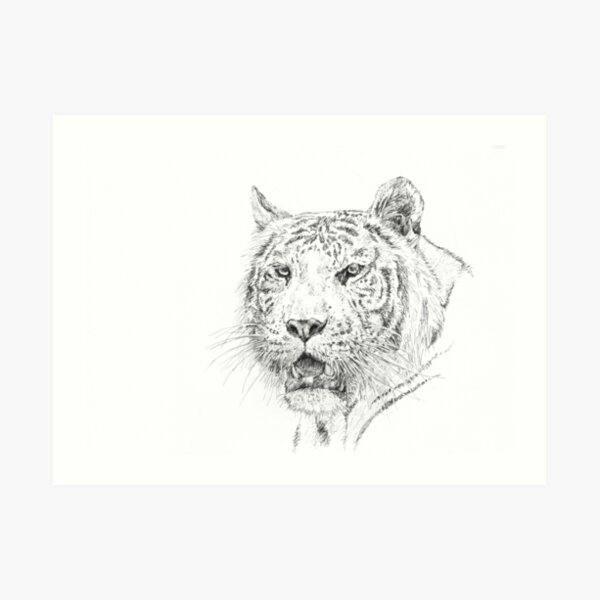 White Tiger Art Print