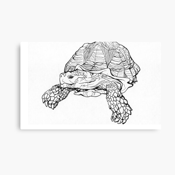 Tortoise Canvas Print