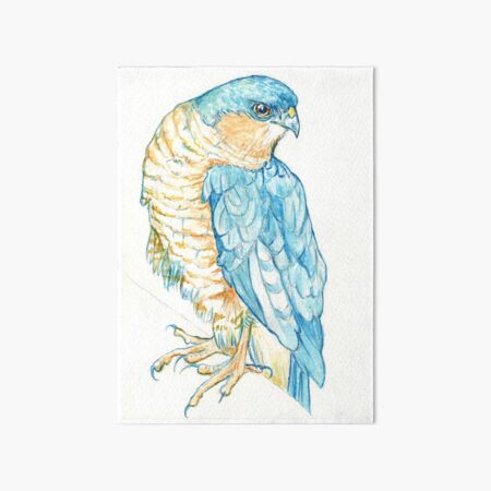 Sparrowhawk Art Board Print