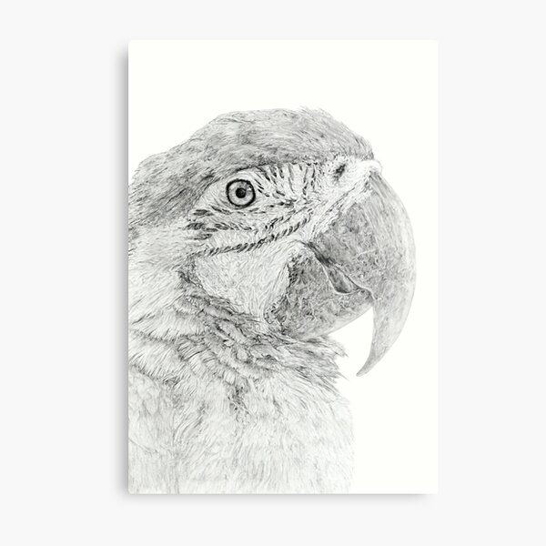 Magnificent Macaw Metal Print