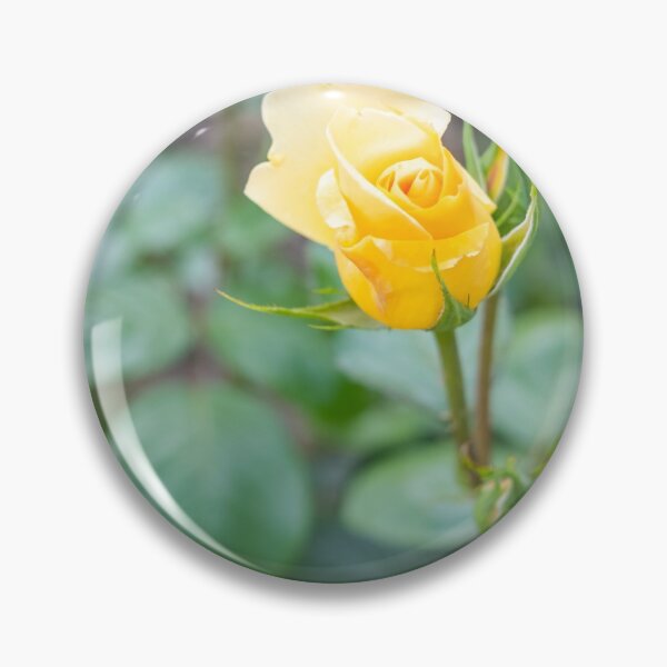 Artikelvorschau, Yellow rose growing in the garden entworfen und verkauft von yackers1.