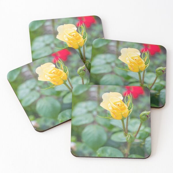 Item preview, Yellow rose growing in the garden designed and sold by yackers1.