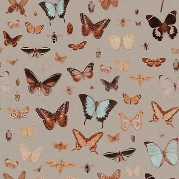 Artwork thumbnail, Butterflys by RaghadShop