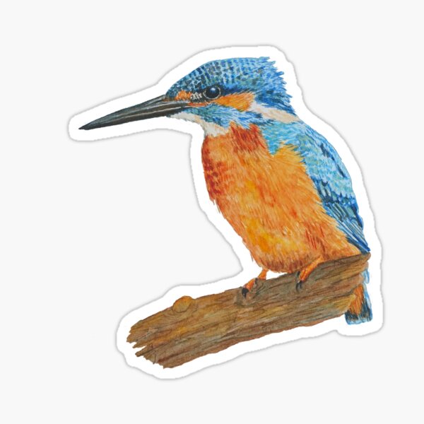 Mr Kingfisher Sticker