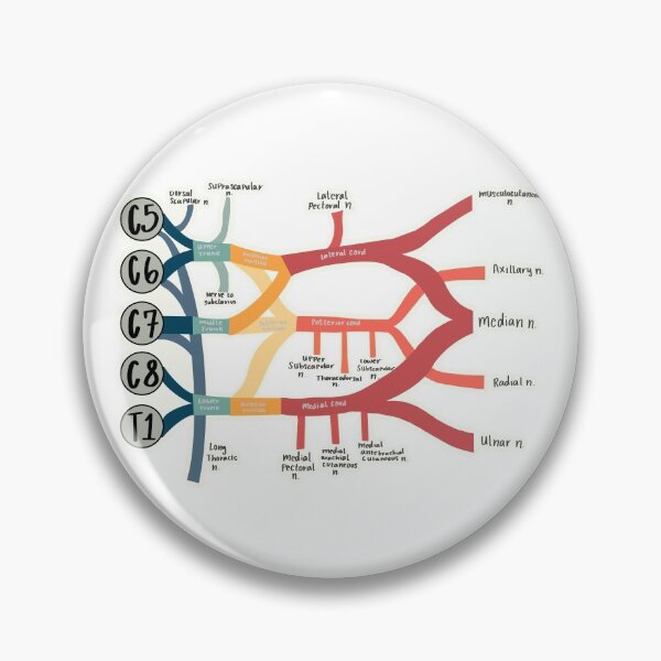 Item preview, Brachial Plexus designed and sold by Lexi Edwards.