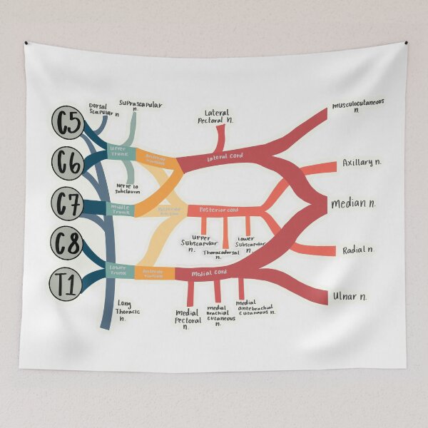 Item preview, Brachial Plexus designed and sold by Lexi Edwards.