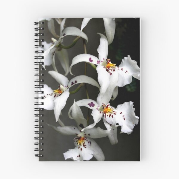 Item preview, Orquídeas blancas designed and sold by BlueFeather Images.