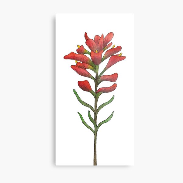 Indian Paintbrush Metal Print