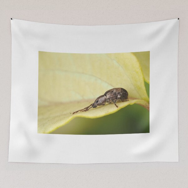 Item preview, Tiny weevil beetle identified as Sciopithes obscurus - Obscure Root Weevil designed and sold by SDym Photography.