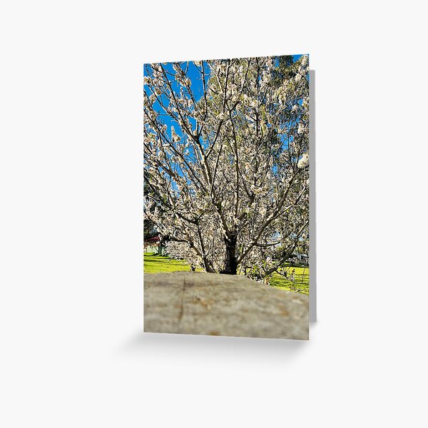 Item preview, cherry blossom designed and sold by Elsie Procter.
