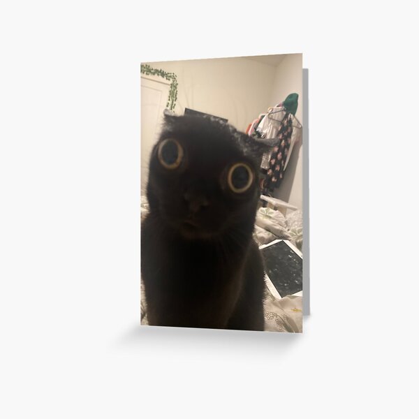 Jinx Up Close Greeting Card