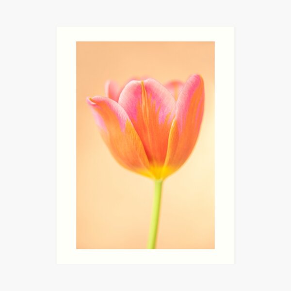 Rainbow Tulip Art Print