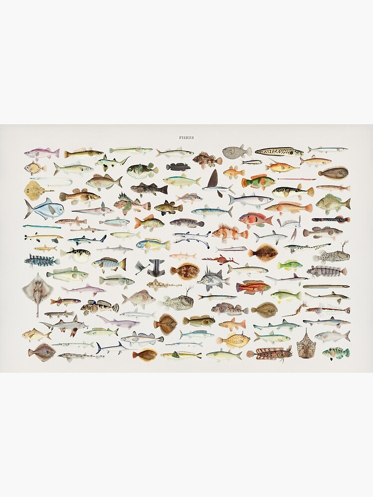 Tropical fish chart Poster by Madame Memento - Fine Art America