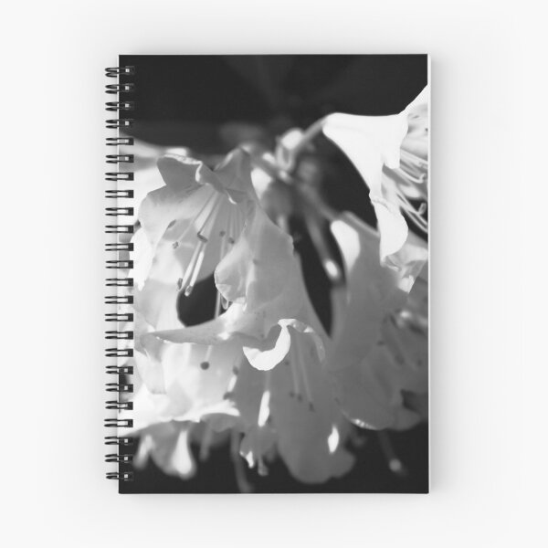 Artikelvorschau, Weiße Rhododendren entworfen und verkauft von BlueFeather Images.