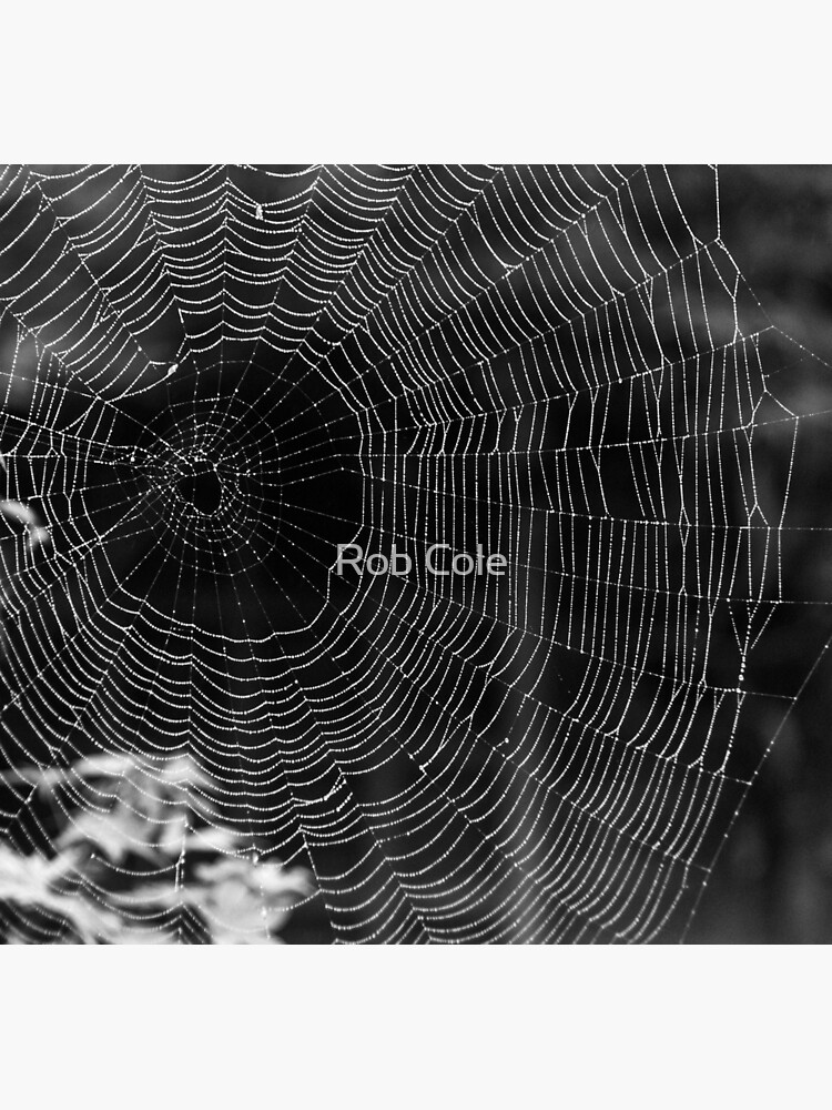 Spider Web by robcole