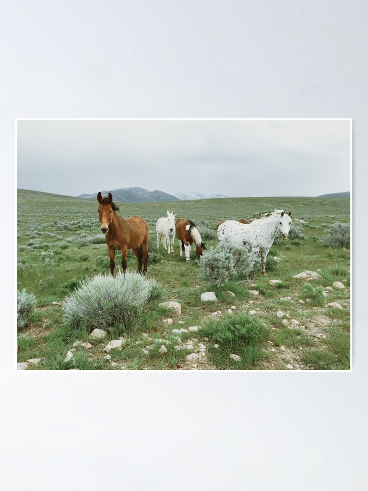 16 x 20 Canvas Print Southwest Wild Mustang Horses in Nevada USA Photo  Art