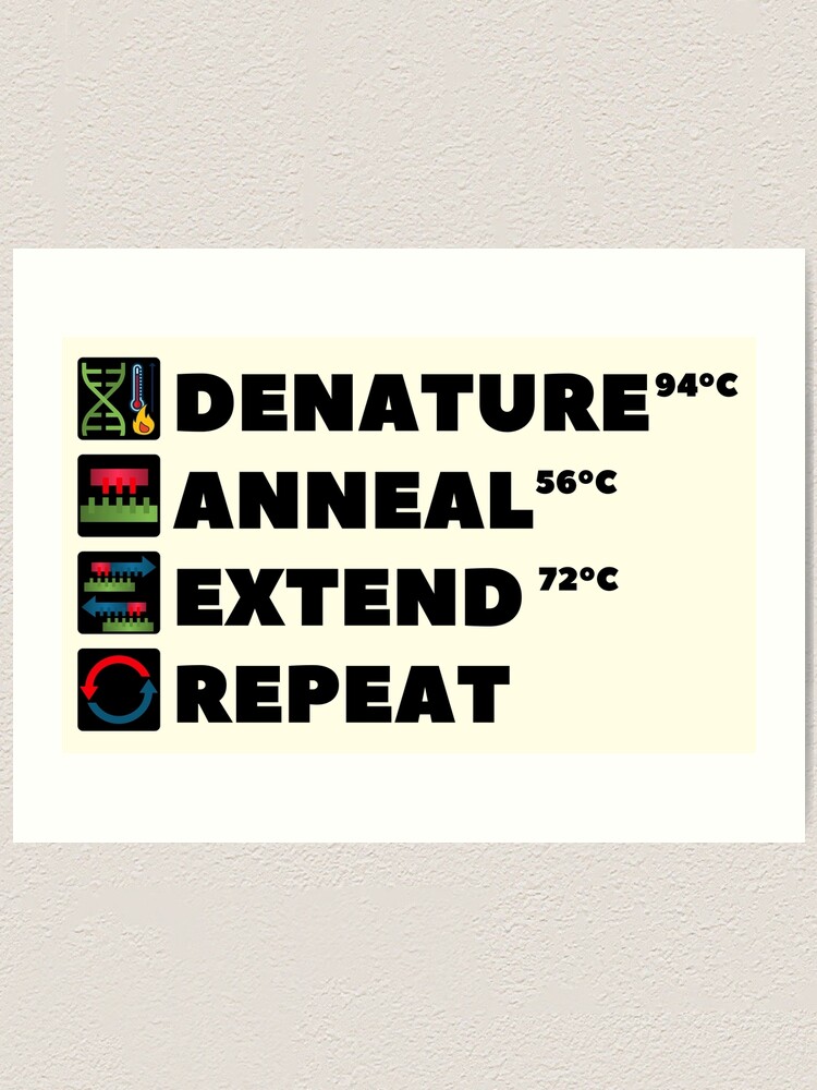 PCR Process Steps of Polymerase Chain Reaction Molecular Biology Science  Art Print