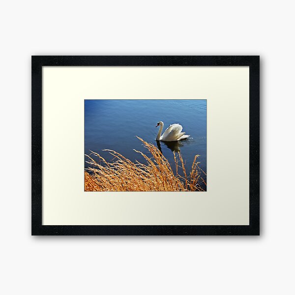 Item preview, Un cygne une natation designed and sold by Heidi Grantier.